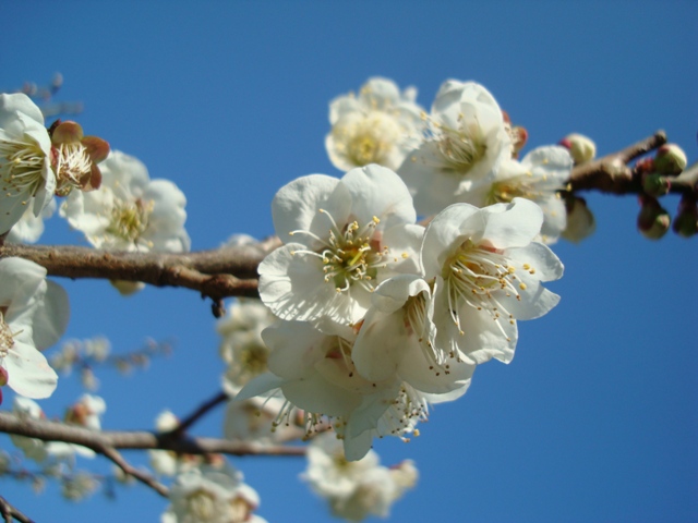 おちばの里親水公園梅まつり（H22.2.28）を開きます。